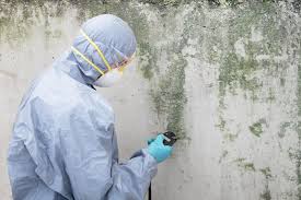 Reliable Sheffield Lake, OH Mold Remediation Solutions